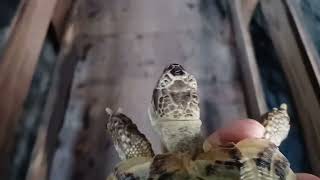 Vorderkaserklamm Österreich mit Schildkröte 💚 | 🐢 Viking Turtle Olaf