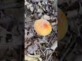 finding amanita muscaria in minnesota