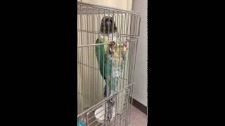 ウロコインコ：チビハルTwitter動画～44