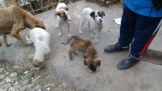 Stray puppies eating raw chicken necks \u0026 cakes on a sunny day | Winters | Mountain Village #animals