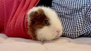 モルモット詰まりにきた　Guinea pig getting into clothes