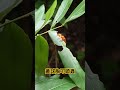 正在求偶的黃球胸叩頭蟲 beetle insects nature 叩頭蟲 黃球胸叩頭蟲