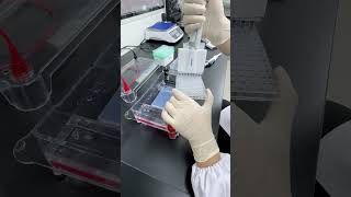 Tips for adding samples to agarose gel electrophoresis. 🧐 #PCR #Gel loading pipette tips