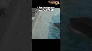 Descubriendo La Sorpréndete Inteligencia de las Orcas