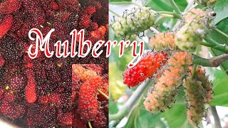 ছাদবাগানে মালবেরী চাষ // Mulberry in Roof Garden  #মালবেরী #তুঁতফল #Mulberry