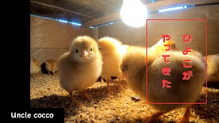 【Healing】50 chicks have arrived‼️