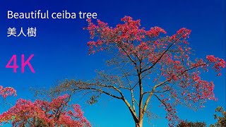 4K 2019 东莞松山湖异木棉树（美人树） The beautiful ceiba tree in Songshan Lake, Dongguan City