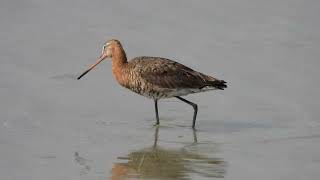 Black-tailed Godwits, Pittima reale (Limosa limosa)