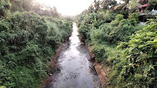 എം.വി.ഐ.പി വലതുകര കനാൽ പരിസരത്ത് കാടു പടലങ്ങൾ വളരുന്നതായി പരാതി