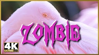 Over 30 Million Views on Instagram!  ZOMBIE FLAMINGOS? -  4K UHD Stock Footage