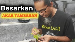 CARA BESARKAN AKAR TAMBAHAN PADA BONSAI MINI ANTING PUTRI