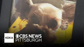 People begin to learn their pets were part of Pittsburgh funeral home case