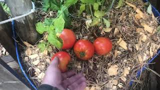 Celebrity tomato harvest