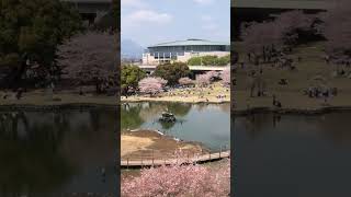 前橋公園　桜