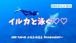 【水中映像】伊豆七島の三宅島・御蔵島で野生のイルカと一緒に泳ぐドルフィンスイムをしてきました！