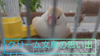 クリーム文鳥の思い出