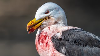 Kelp Gull Rescue