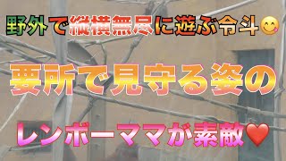 【円山動物園オランウータン】野外で縦横無尽に遊ぶ令斗😋要所で見守る姿のレンボーママが素敵❤️