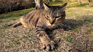 腰トントンすると草を噛み噛みする野良猫がカワイイ