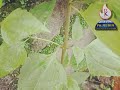 കമ്യൂണിസ്റ്റ് പച്ച common floss flower chromolaena odoratum മുറിപ്പച്ച ഐമുപ്പച്ച കാട്ടപ്പ