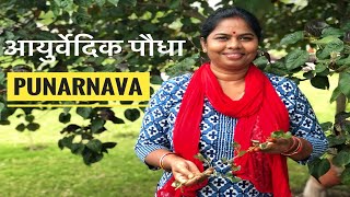 Punarnava II Ayurvedic Plant II Benefits and Recipe to make the Kada II