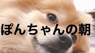 ポメラニアン ぽんちゃんの朝のルーティン【ブイログ】Vlog