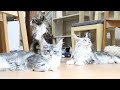 日曜朝のメインクーン子猫たち