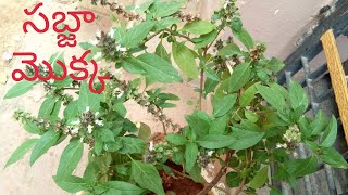 Sabja or Basil Seeds Plant/కమ్మగగ్గరాకు/సబ్జాఆకుల ఆరోగ్య,ఔషాదాలు/Sabja leaf Benefits/Sabja Plantuses