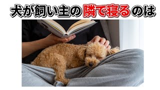 【愛しくて泣ける】犬の飼い主への愛情深い行動　#雑学  #豆知識  #トリビア