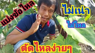 Ep29.#โคโลคาเซีย #การแบ่งข้อไหล #แนะนำการตัดไม้ปลายไหล #Colocasia #ไม่เน่า #ง่าย