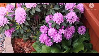 开爆的紫色大叶杜鹃 Blooming rhododendron in my backyard