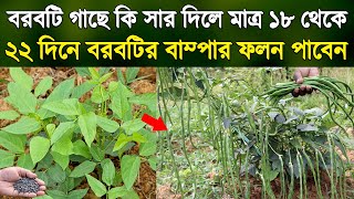 মাত্র ২০ দিনে বরবটির বাম্পার ফলন ধরবে - খাটো জাতের বরবটি চাষ ও পরিচর্যা পদ্ধতি - Long Beans