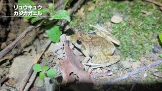 森のリュウキュウカジカガエル/2023.7.9