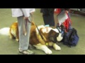 akc community canine advanced cgc from the akc