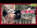 (SUB) Why Is This Panda Rolling?│Panda Family🐼