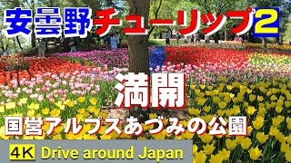 安曇野チューリップ(2)満開◆2024.国営アルプスあづみの公園の美しい眺め◆Azumino tulips ◆Alps Azumino National Government Park◆