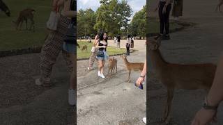 美しく素晴らしい奈良の鹿体験 | nara park deer 🦌 in japan