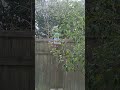 Sparrows brawl in a busy bird feeder