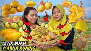 Petik buah warna kuning | Buah-buahan serba kuning