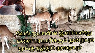 காங்கேயம் கன்று வளர்ப்பு முறையும் மூக்கு குத்தும் முறையும் | kangeyam kalai