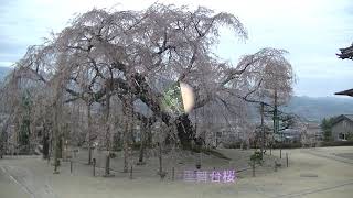 一本桜　2019　山梨県・長野県