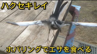 ハクセキレイの天敵イソヒヨドリ【ホバリング】エサを食べも見れます