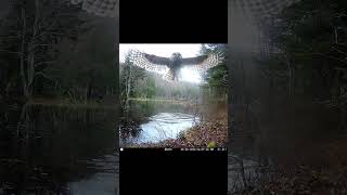 Barred Owl Wingspan