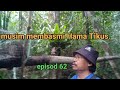 musim membasmi Hama Tikus // cek jebakan tupai hutan Sibu sarawak.episod 62.