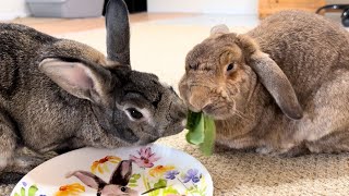 Can I impress Bunnies with 5-Course GOURMET FEAST? Rabbit Birthday Surprise! 🐰🎉🎂