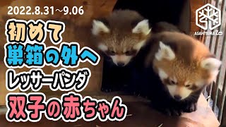 【旭山動物園】出る？出ない？ドキドキ初めての巣箱の外👀🦝🦝お顔ひょっこり双子の仔レッサーパンダ(8/31〜9/6) [Asahiyama zoo] Twin Baby Red Panda Cubs