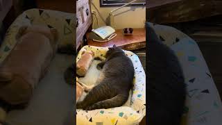 #風の猫　やっと安心して..　スヤスヤ寝息を立てて眠る猫…　#shorts #さっちゃん