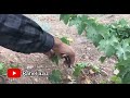 ھەلپاچین و بڕینی مێو لە کۆتای وەرزی ھاوین مێو ترێ rahelaziz youtube agriculture