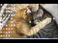 Vb Script: If Then example