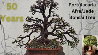 50 Year old Portulacaria Afra Or Dwarf Jade Bonsai Tree @adityastinytrees #bonsai